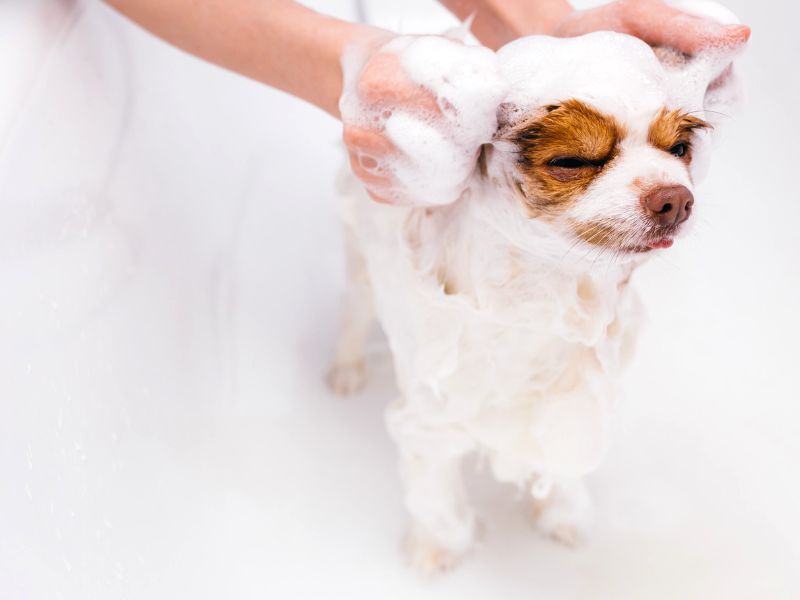 perro bañándose