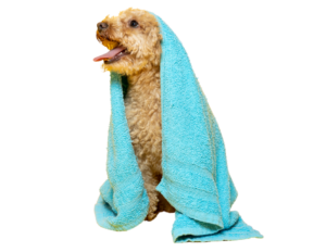 peluquería para mascotas